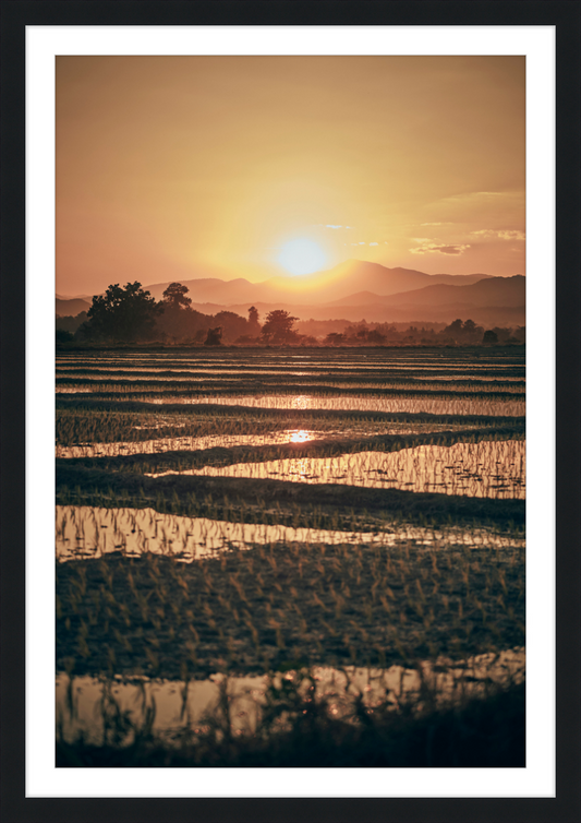 Rice Fields Northern Thailand