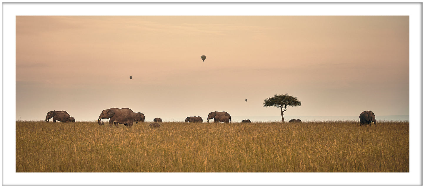 Family of Elephants