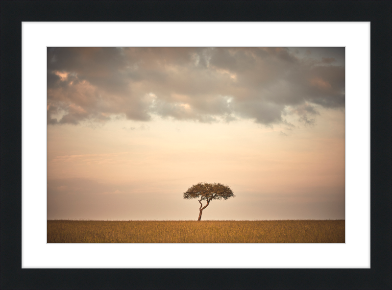 Lone Tree