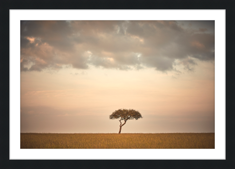 Lone Tree