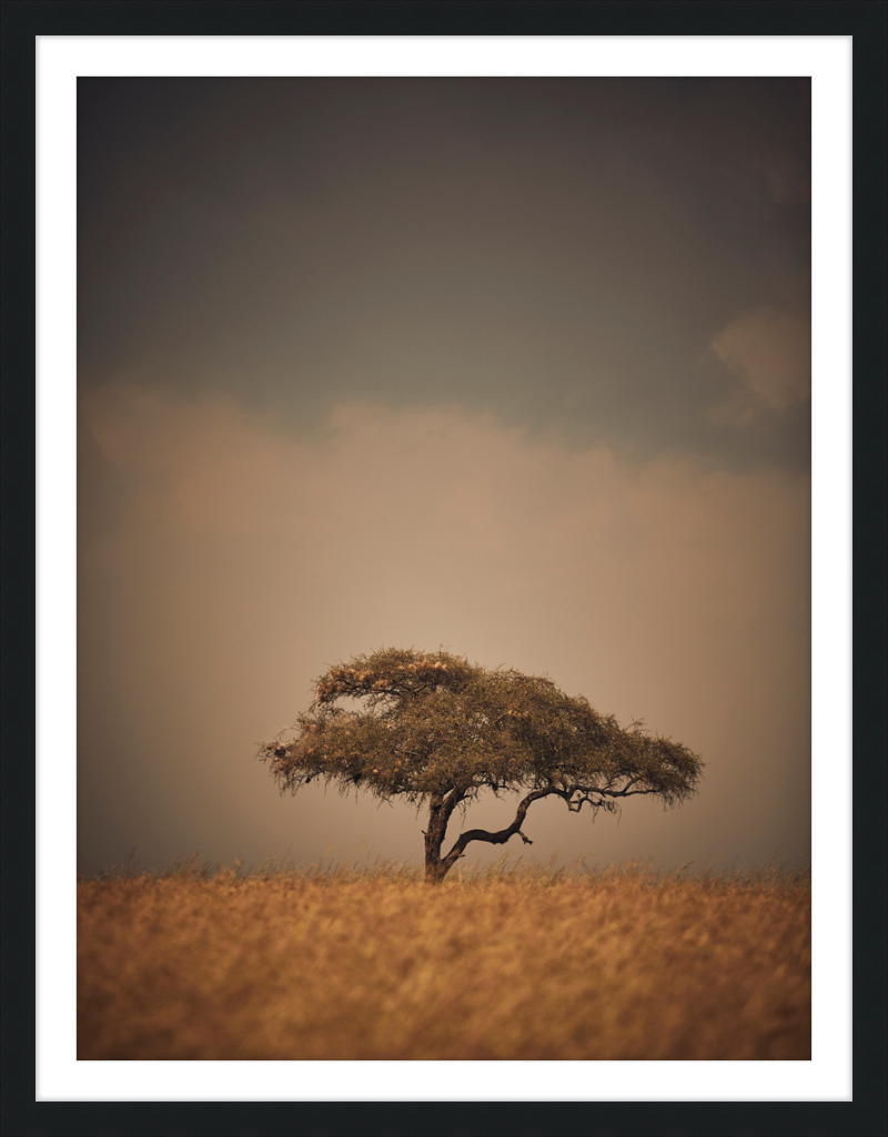 Lone Tree ll