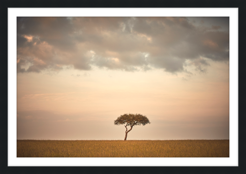 Lone Tree