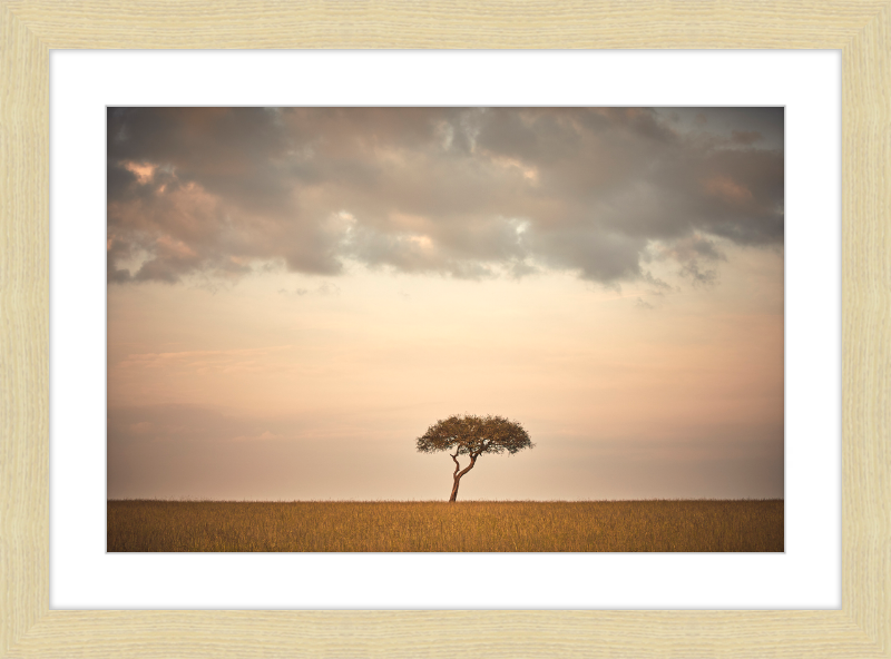 Lone Tree