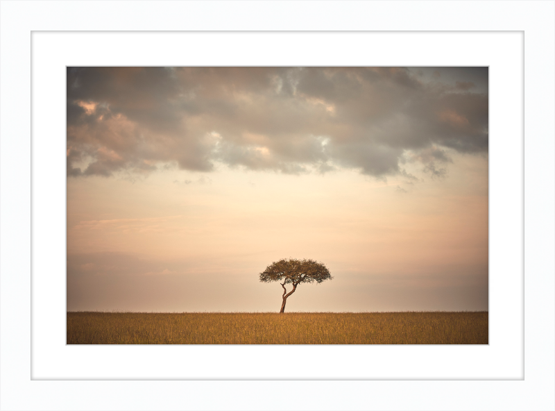 Lone Tree