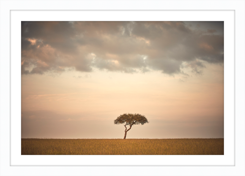 Lone Tree