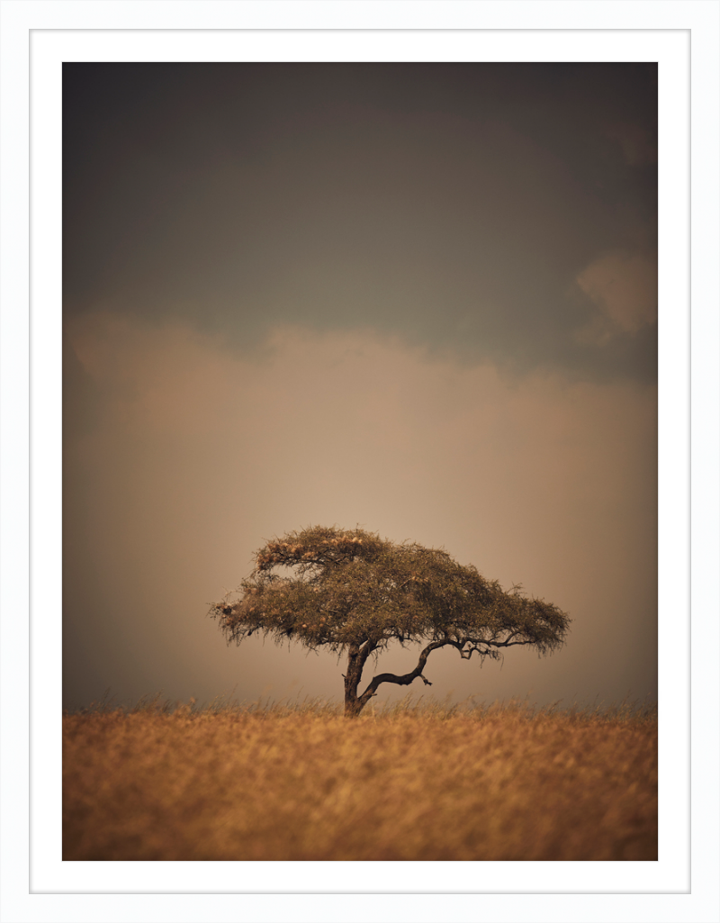 Lone Tree ll