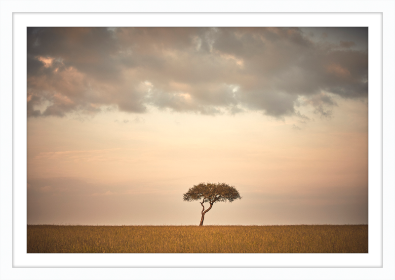 Lone Tree